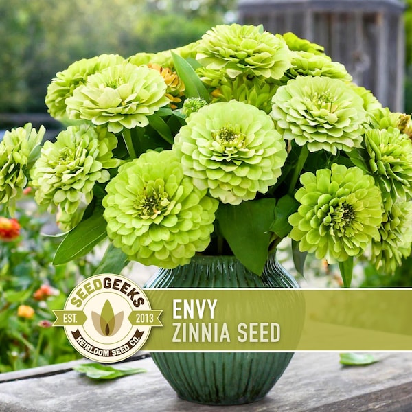 Envy Lime Green Zinnia Seed | 100+ Seeds, Heirloom Annual Flower, Butterfly Gardens, Cut Flowers, Zinnia elegans