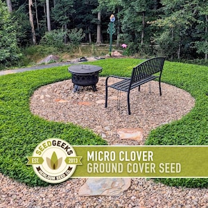 Micro Clover Seeds | 100,000+ Seeds 4 oz, Lawn Alternative, Drought Tolerant | Trifolium repens image 7