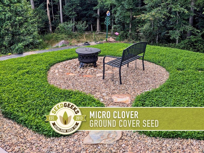 Micro Clover Seeds | 100,000+ Seeds 4 oz, Lawn Alternative, Drought Tolerant | Trifolium repens image 7