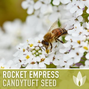 Rocket Empress Candytuft Flower Seeds Heirloom Seeds, Fragrant White Flower, Bouquet Flower, Iberis Amara, Open Pollinated, Non-GMO image 7