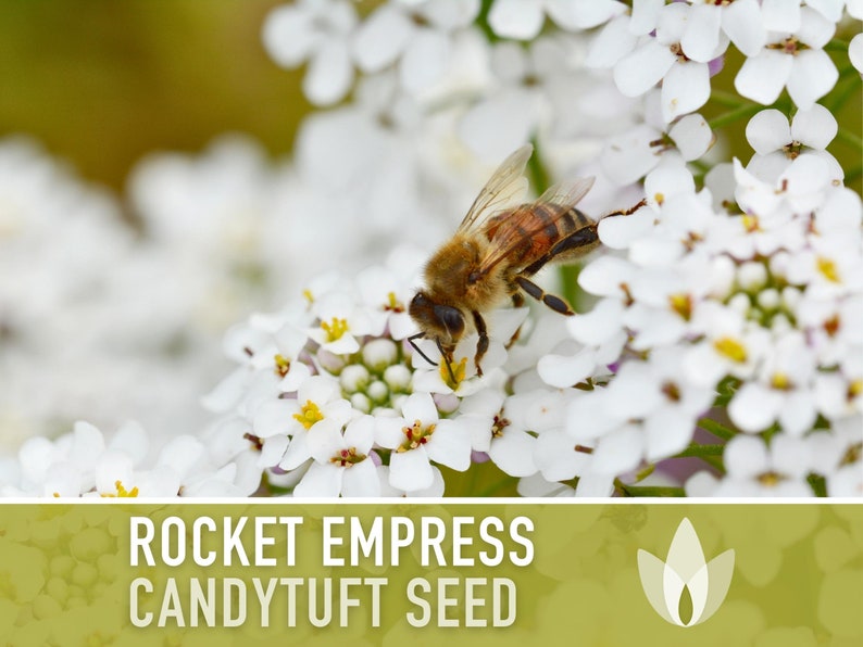 Rocket Empress Candytuft Flower Seeds Heirloom Seeds, Fragrant White Flower, Bouquet Flower, Iberis Amara, Open Pollinated, Non-GMO image 7