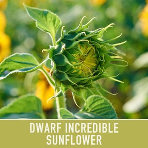 Dwarf Sunflower Seeds | 20+ Seeds, Heirloom Non-GMO, Yellow Blooms, Container Friendly, Helianthus annuus image 8