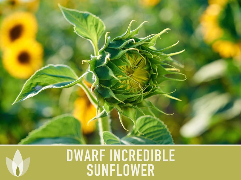 Dwarf Sunflower Seeds | 20+ Seeds, Heirloom Non-GMO, Yellow Blooms, Container Friendly, Helianthus annuus image 8
