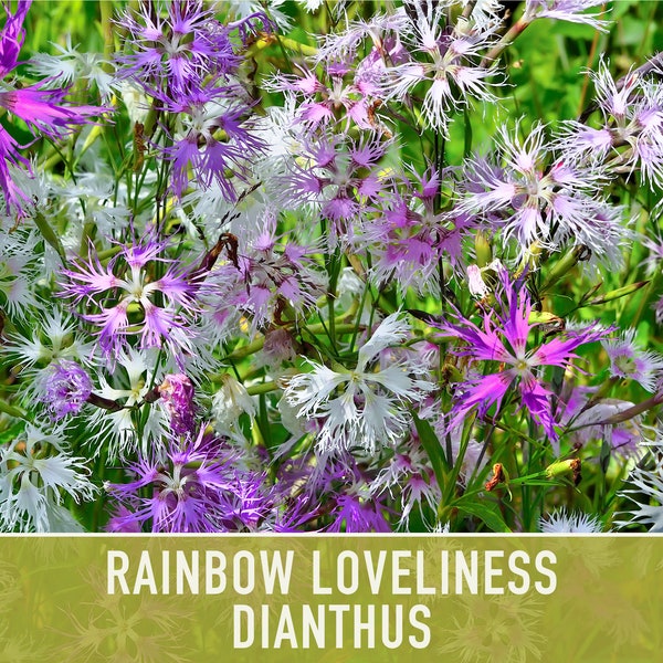 Rainbow Loveliness Dianthus Flower Seeds - Heirloom Seeds, Garden Pinks, Fragrant, Pollinator Garden, Edible Flower, Ground Cover, Non-GMO