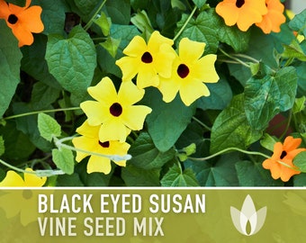 Black Eyed Susan Vine Seed Mix - Heirloom Seeds, Lush Climing Vine, Yellow & Orange Blooms, Black Eyed Centers, Hanging Basket, Non-GMO