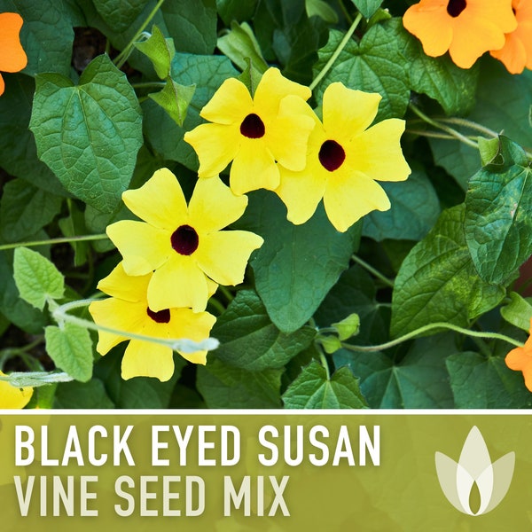 Black Eyed Susan Vine Seed Mix - Heirloom Seeds, Lush Climing Vine, Yellow & Orange Blooms, Black Eyed Centers, Hanging Basket, Non-GMO