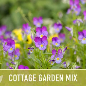 Cottage Garden Wildflower Seed Mix – Heirloom Antique Flowers bild 8
