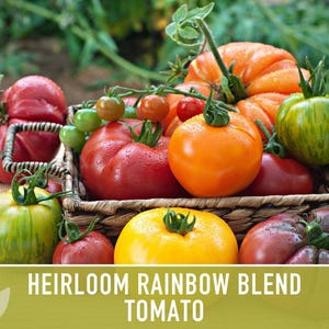 Heirloom Rainbow Blend Tomato Seeds | 25+ Non-GMO, Open Pollinated, Organic, Colorful Varieties Lycopersicon lycopersicum image 4