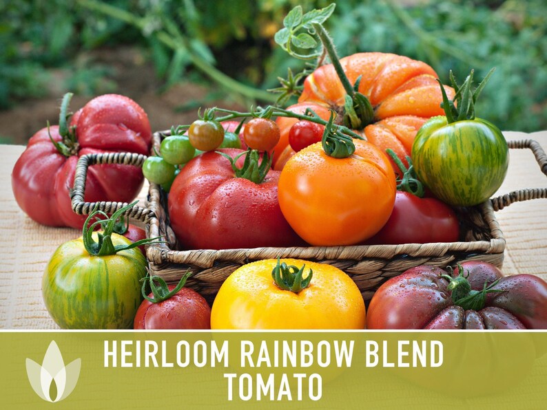 Heirloom Rainbow Blend Tomato Seeds | 25+ Non-GMO, Open Pollinated, Organic, Colorful Varieties Lycopersicon lycopersicum image 4
