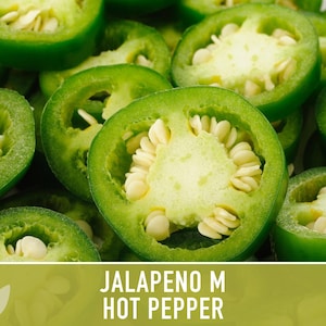 Jalapeno M Heirloom Pepper Seeds | 25+ Seeds, High Yield, Organic, Chili, Capsicum annuum image 6
