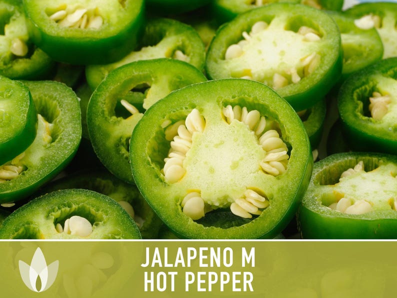 Jalapeno M Heirloom Pepper Seeds | 25+ Seeds, High Yield, Organic, Chili, Capsicum annuum image 6