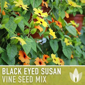 Black Eyed Susan Vine Seed Mix - Heirloom Seeds, Lush Climing Vine, Yellow & Orange Blooms, Black Eyed Centers, Hanging Basket, Non-GMO