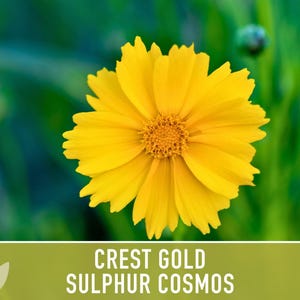 Sulphur Cosmos Seeds, Crest Gold, Pollinator Friendly (Non-GMO) image 10