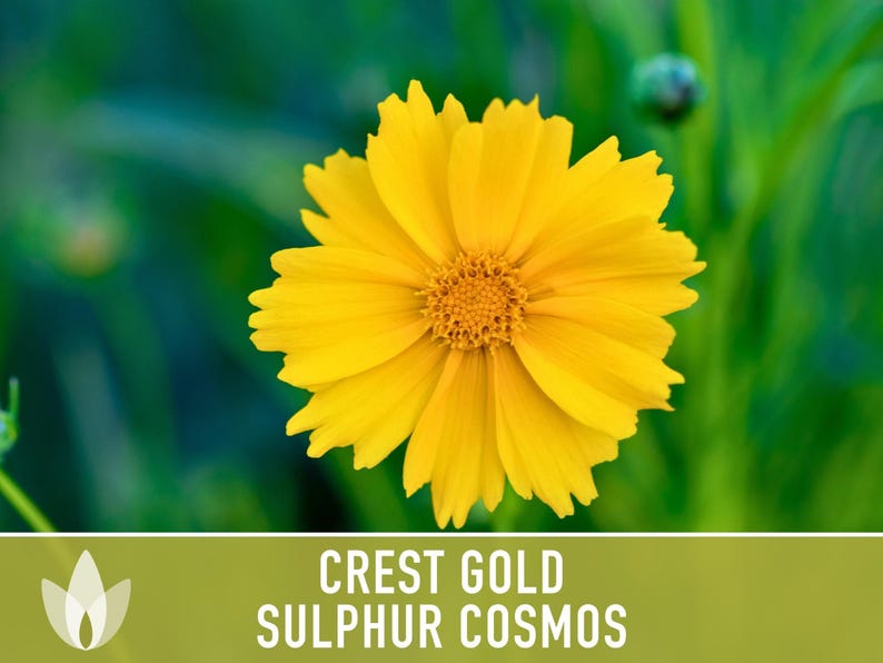 Sulphur Cosmos Seeds, Crest Gold, Pollinator Friendly (Non-GMO) image 10
