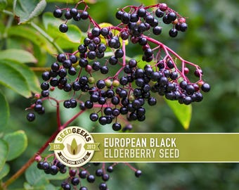 European Black Elderberry Seeds – Open Pollinated, Heirloom Sambucus Nigra