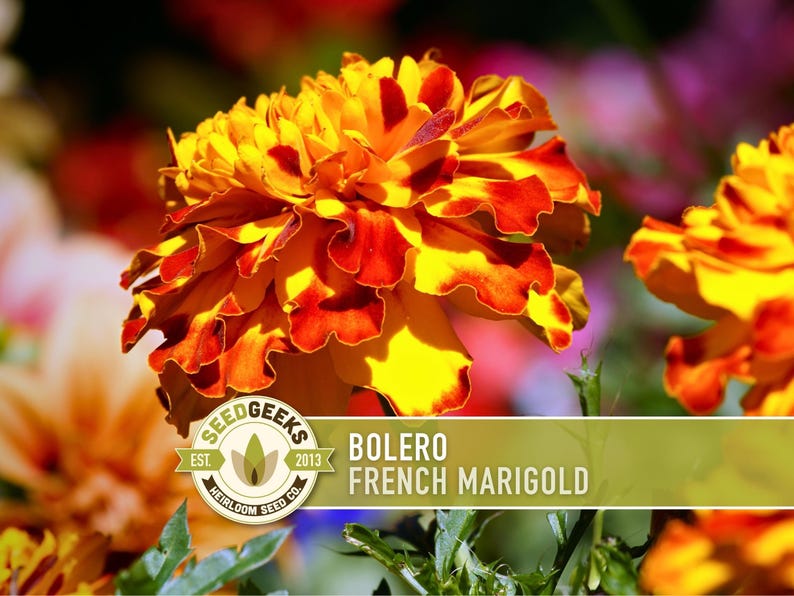 Bolero French Marigold Seeds, Crimson Gold Blooms, Dwarf Heirloom Flower (50 Seeds) image 1