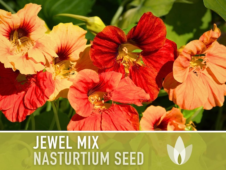 Heirloom Seed Collection for Backyard Chickens – 10 Open Pollinated Varieties image 11