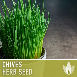 Chives Heirloom Herb Seeds image 3