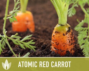 Carrot Seeds – Botanical Interests – Atomic Red | Mahoney's Garden Center