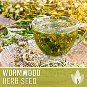 Wormwood Organic Medicinal Herb Seeds - Artemisia Absinthium, Heirloom, Non-GMO immagine 6
