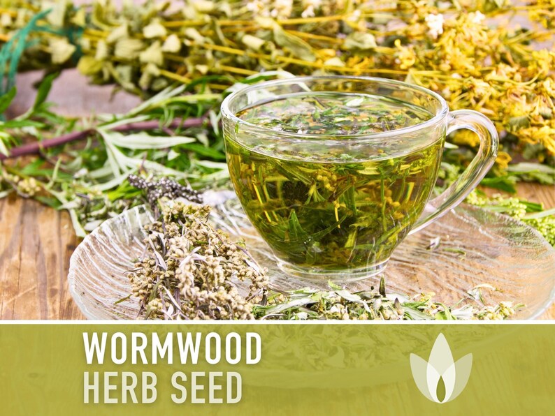 Wormwood Organic Medicinal Herb Seeds - Artemisia Absinthium, Heirloom, Non-GMO immagine 6