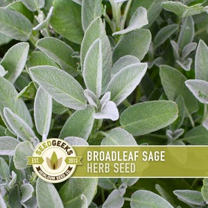 May include: Close-up of broadleaf sage herb seeds. The image shows lush green leaves with a soft, silvery-white coating. The leaves are oval-shaped and have a slightly fuzzy texture. The image includes the text "Broadleaf Sage Herb Seed" and the SeedGeeks logo.