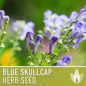 Blue Skullcap Flower Seeds - Heirloom Seeds, Mad Dog Skullcap, Virginia Skullcap, Medicinal Herb, Pollinator Friendly, Non-GMO