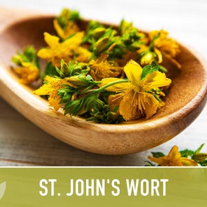 St. John's Wort Herb Seeds - Heirloom Medicinal Plant, Open Pollinated image 6
