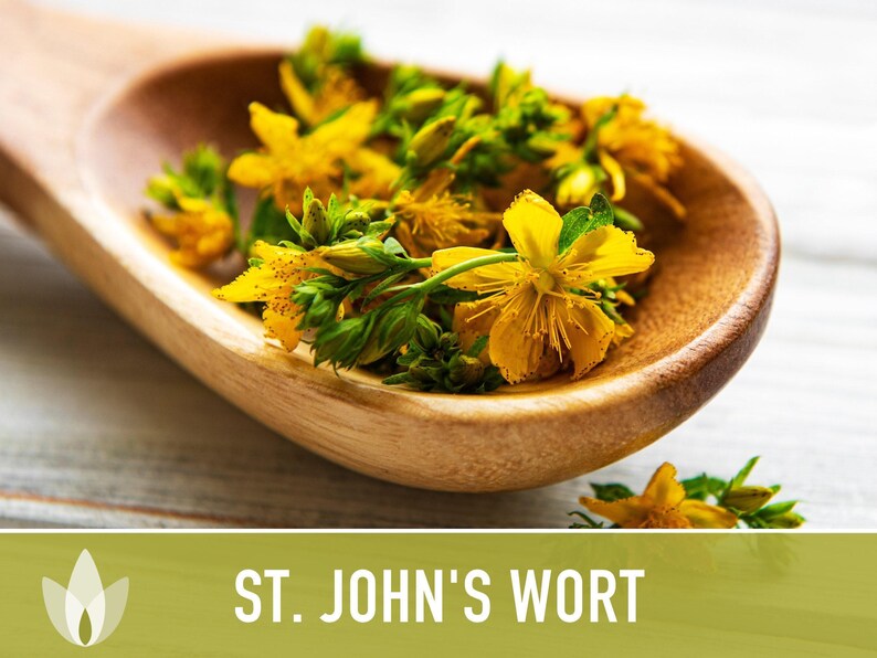 St. John's Wort Herb Seeds - Heirloom Medicinal Plant, Open Pollinated image 6