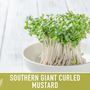 Southern Giant Curled Mustard Greens Heirloom Seeds image 5