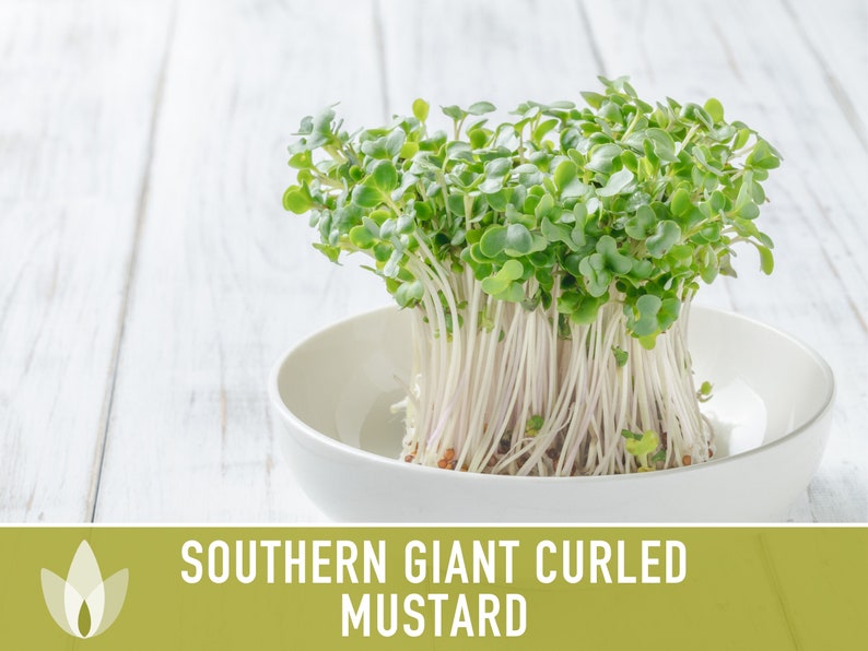 Southern Giant Curled Mustard Greens Heirloom Seeds image 5