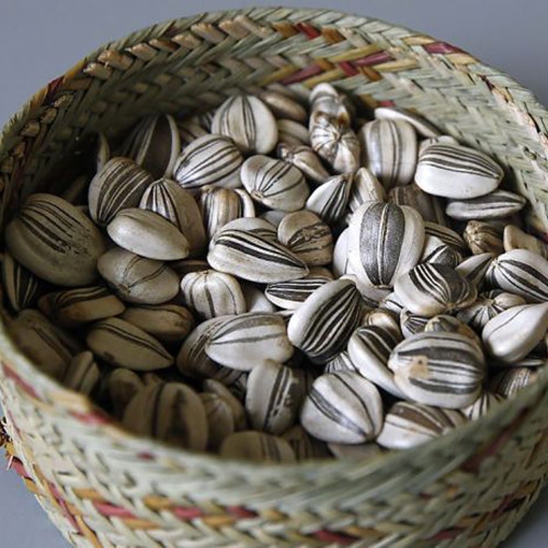 Mammoth Grey Stripe Sunflower Heirloom Seeds Flower Seeds Etsy