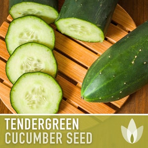 Tendergreen Burpless Cucumber Heirloom Seeds