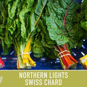 Northern Lights Swiss Chard Seeds, Rainbow Mix, Heirloom Non-GMO immagine 7