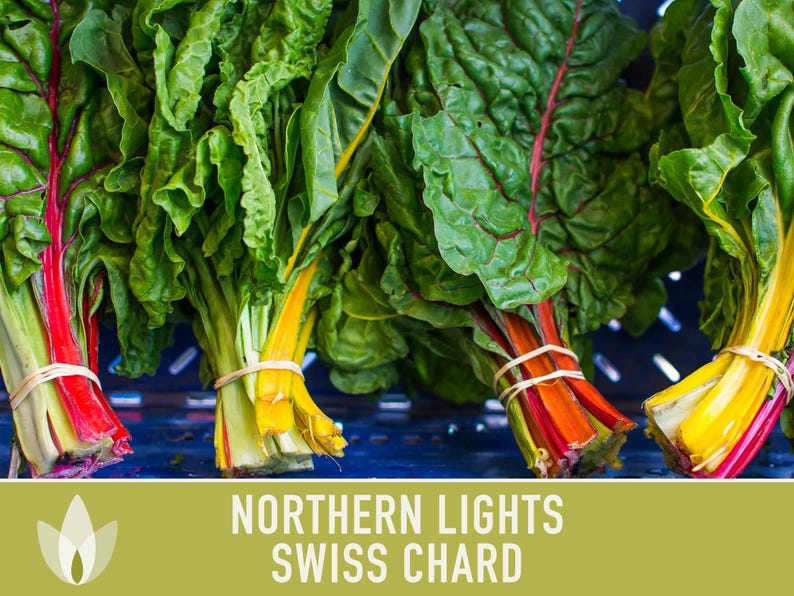Northern Lights Swiss Chard Seeds, Rainbow Mix, Heirloom Non-GMO immagine 7