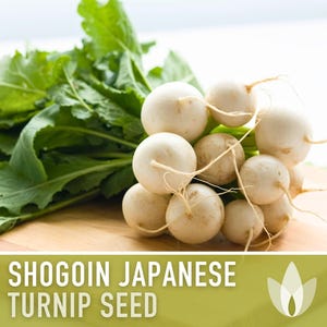 Shogoin Japanese Turnip Heirloom Seeds - Root Vegetables, Fall Garden, Microgreens, Container Garden, Non-GMO Bild 4