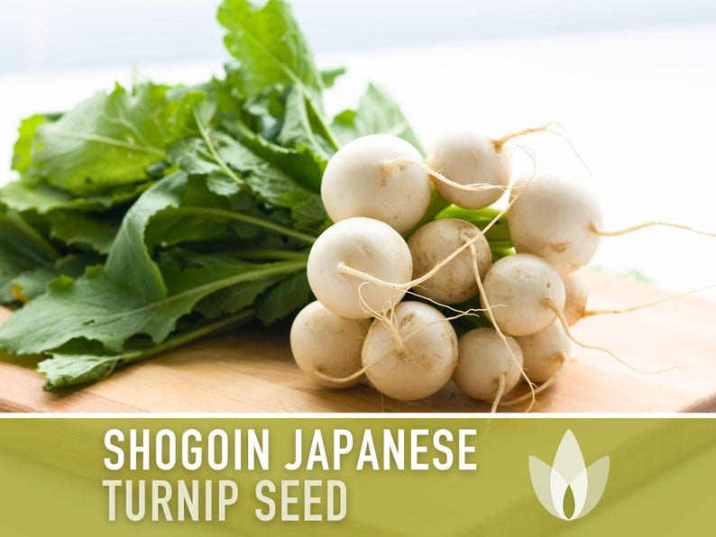 Shogoin Japanese Turnip Heirloom Seeds - Root Vegetables, Fall Garden, Microgreens, Container Garden, Non-GMO Bild 4