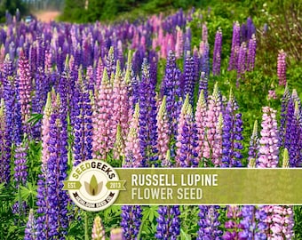 Russell Lupine Flower Seeds | 50+ Seeds, Vibrant Blooms, Heirloom, Blue, Purple, Perennial Lupinus Polyphyllus