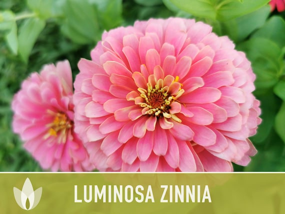 Zinnia, Luminosa Heirloom Seeds, Flower Seeds