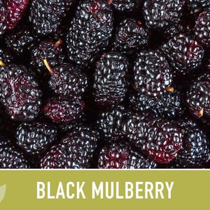 Black Mulberry Tree Seeds – Heirloom, Sweet Fruit (50 Seeds) zdjęcie 11