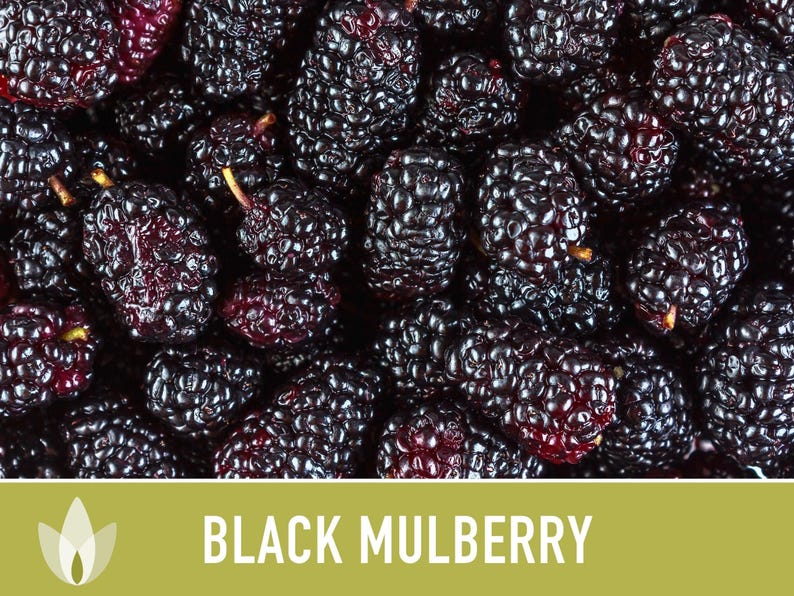 Black Mulberry Tree Seeds – Heirloom, Sweet Fruit (50 Seeds) zdjęcie 11
