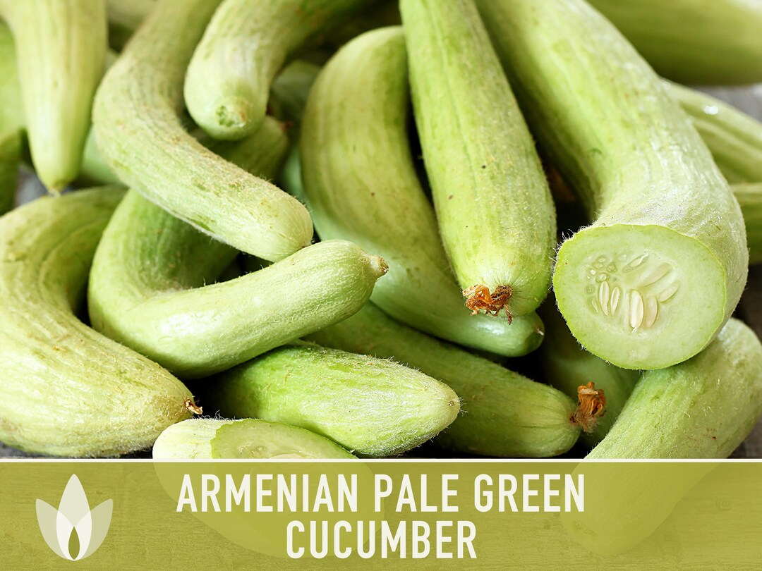 Armenian Pale Green Burpless Cucumber Seeds Heirloom, Organic, Nongmo