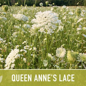 Queen Anne's Lace Seeds – Heirloom Wild Carrot, Pollinator Friendly immagine 6