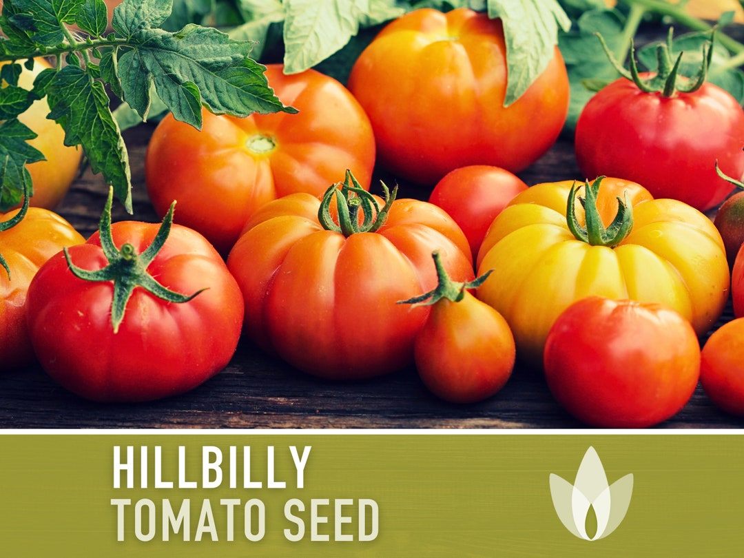Hillbilly Tomato Seeds Heirloom, Indeterminate, Slicing Tomato