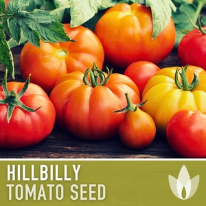 Hillbilly Tomato Seeds (Organic