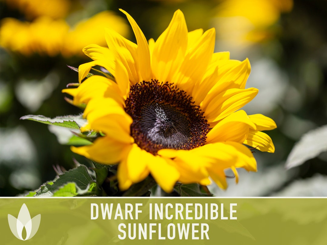 Dwarf Incredible Sunflower Seeds Heirloom Seeds Seed Etsy