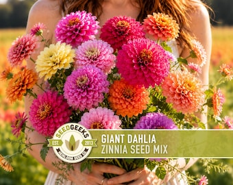 Giant Dahlia Flowered Zinnia Mix | 100+ Seeds, Large Vibrant Double Bloom Flowers | Zinnia elegans