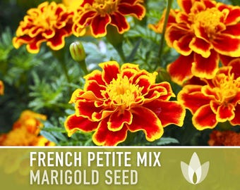 French Marigold Seeds - Petite Mix, Dwarf Heirloom Variety - Etsy