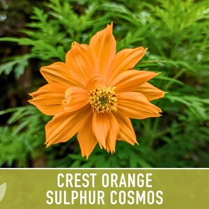 Crest Orange Sulphur Cosmos Seeds, Pollinator Friendly, Non-GMO image 7