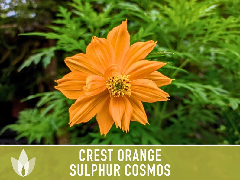 Crest Orange Sulphur Cosmos Seeds, Pollinator Friendly, Non-GMO image 7